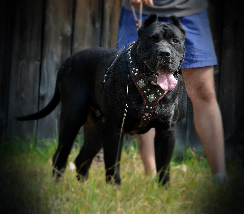 Bestia Dog Gear Genuine Leather Dog Harness - Black/M 
