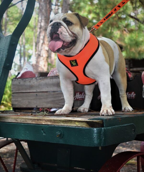 Over-the-Head Dog Harnesses - Max Comfort - 18 Colors & Patterns / Orange