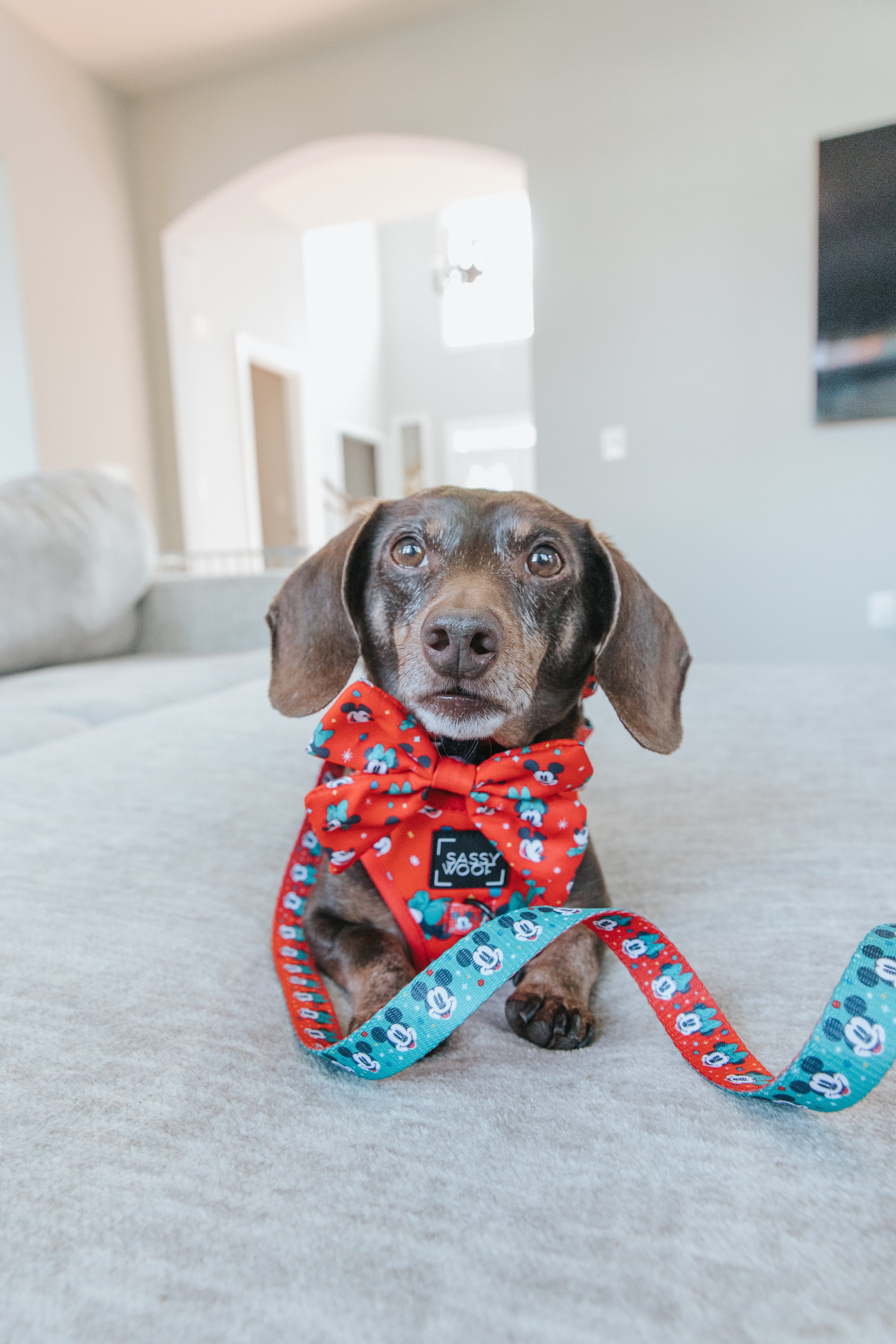 Dog Leash - Disney Holiday Collection