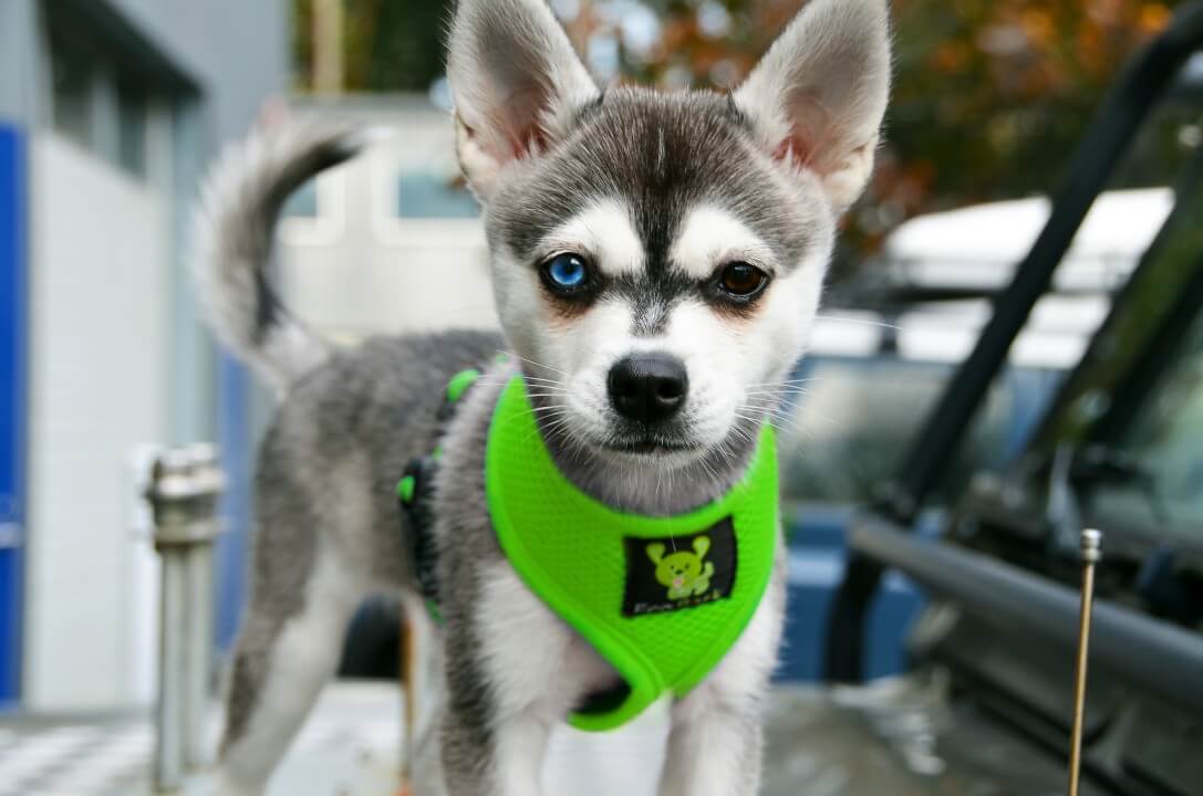 EcoBark – Lime Green Max Comfort Dog Harness