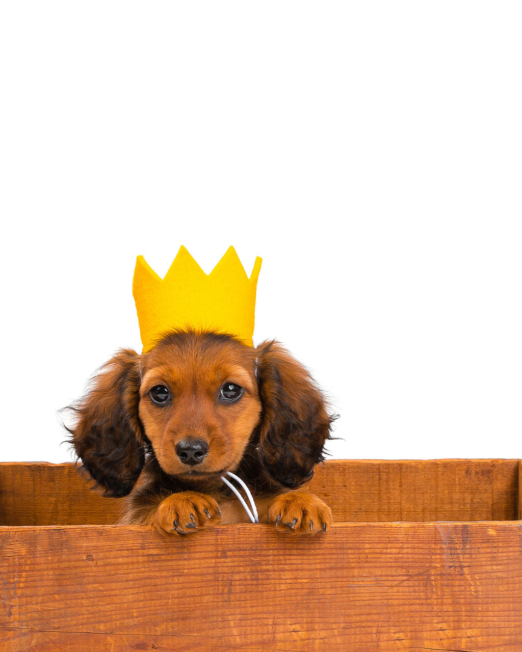BRIGHT PARTY CROWNS | HT Animal Supply