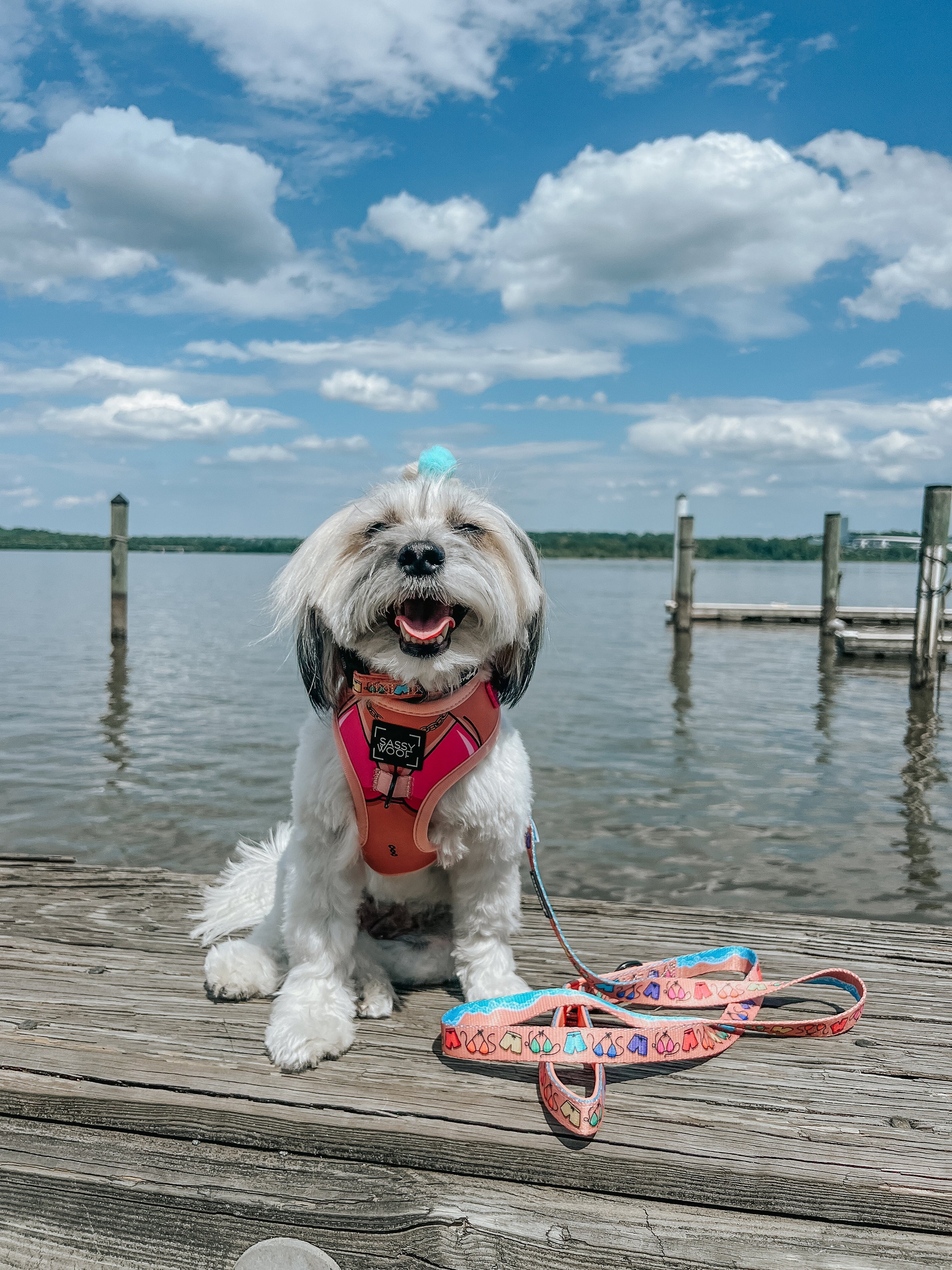 Dog Adjustable Harness - Bikini Bod