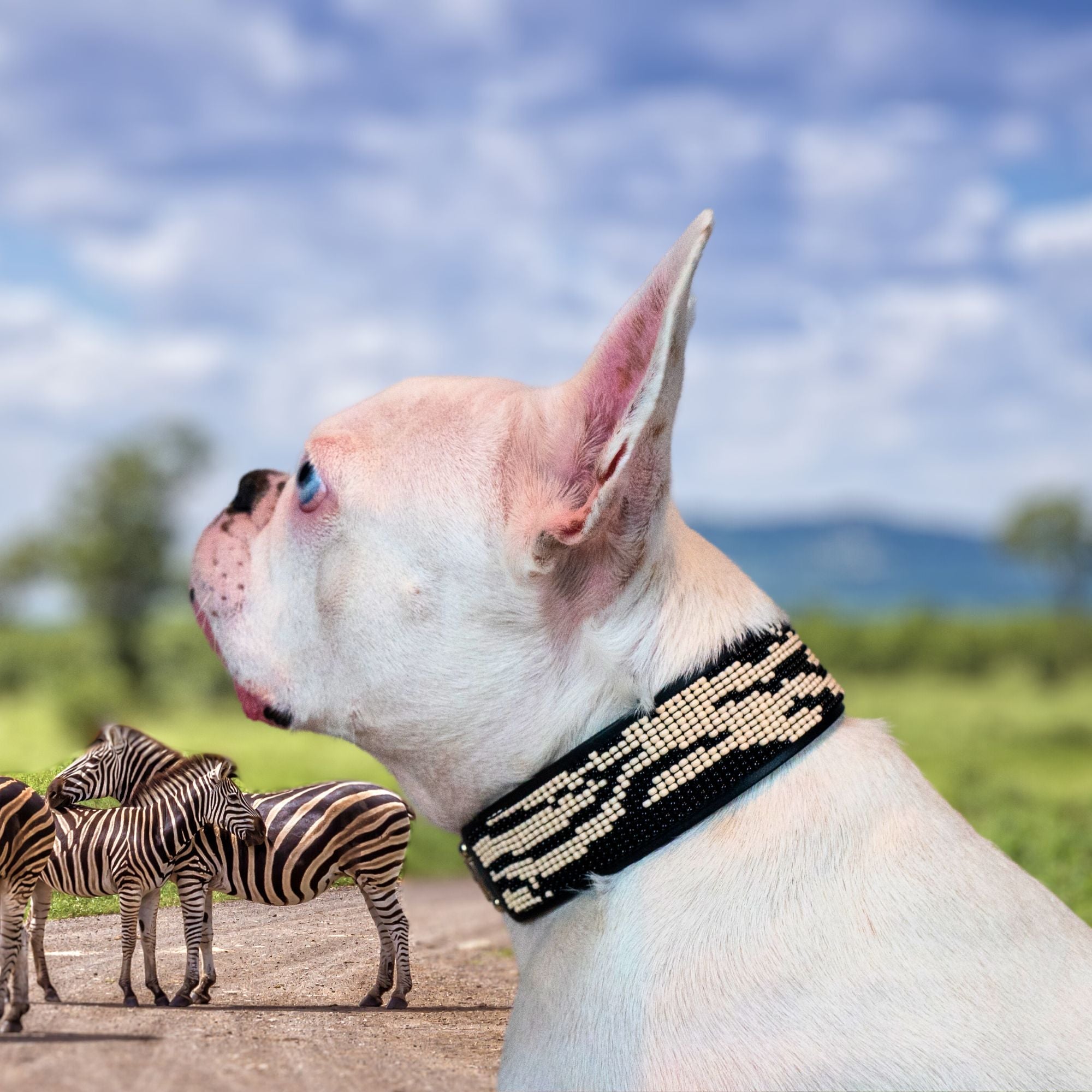 Zebra Sambboho dog collar (animal print collection)