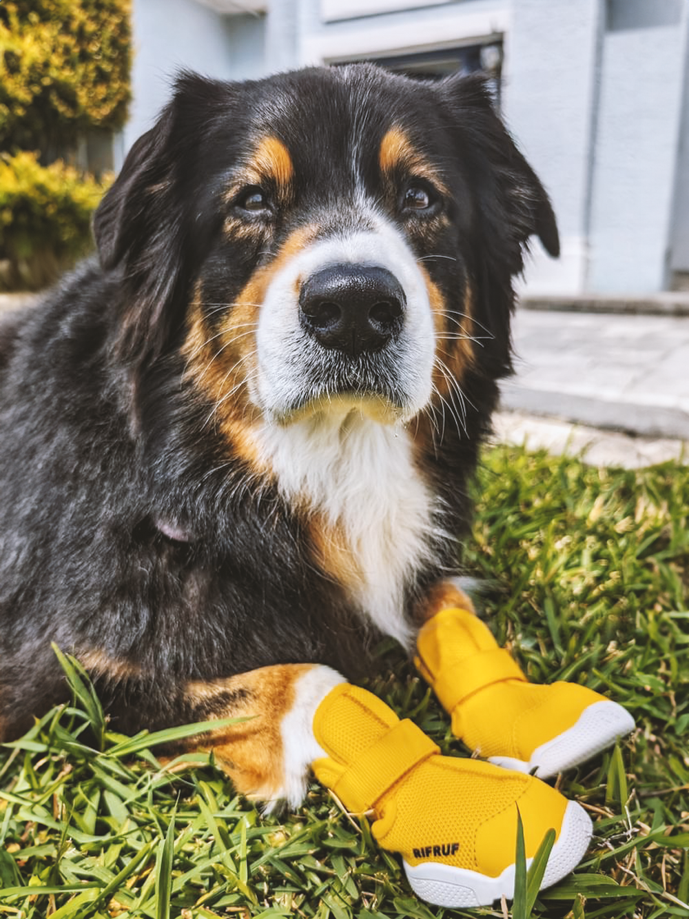 RIFRUF Caesar 1 Dog Sneakers Aqua